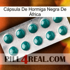 Cápsula De Hormiga Negra De África dapoxetine1